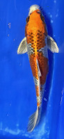 Koi 119- 20-25cm Kujaku