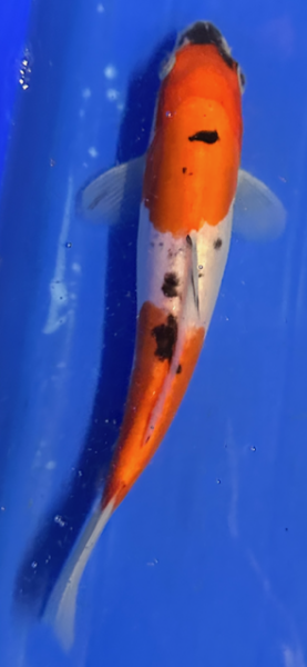 Koi 122- 20-25cm Taisho Sanshoku