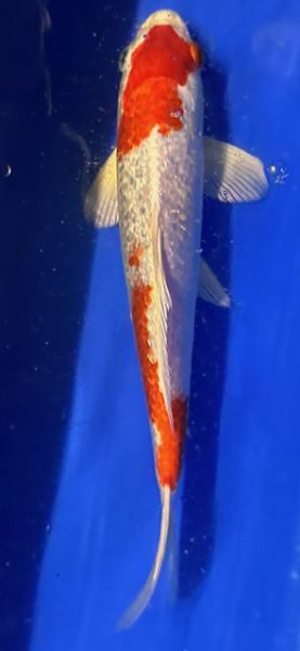 Koi 124- 20-25cm Kohaku