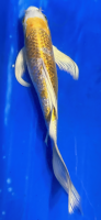 Butterfly Koi 61 20- 25cm