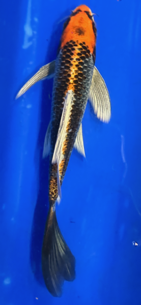 Butterfly Koi 71 20- 25cm Kujaku