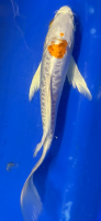 Butterfly Koi 82 20- 25cm Hariwake