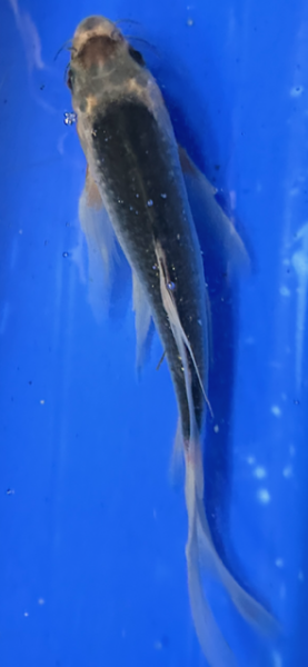 Butterfly Koi 84 20- 25cm Asagi