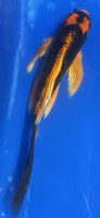 Butterfly Koi 104 20- 25cm