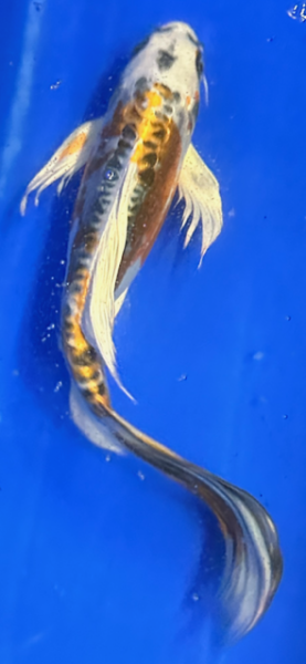 Butterfly Koi 107 20- 25cm