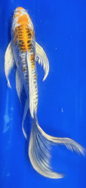 Butterfly Koi 111 20- 25cm Doitsu Hariwake