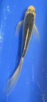 Butterfly Koi 115 20- 25cm Asagi