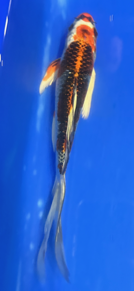 Butterfly Koi 116 20- 25cm Kujaku
