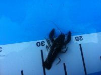 Edelkrebse (Astacus astacus) 8- 11 cm (2- sömmrige)