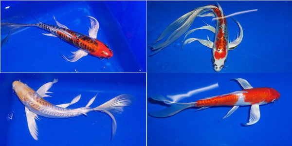 High Quality Butterfly Koi