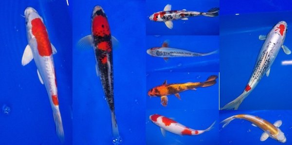 Koi High Quality
